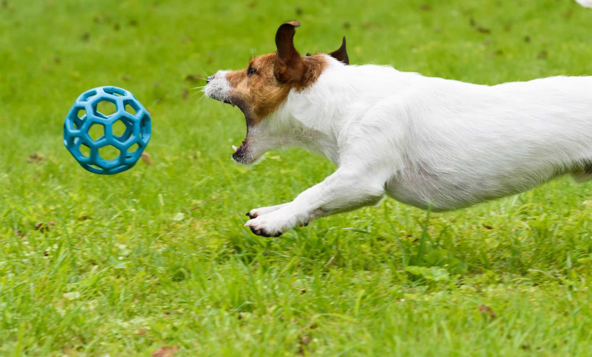 dog chasing ball